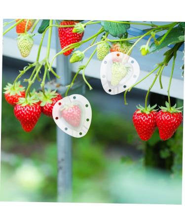SUPVOX 10 Pcs Fruit Shaping Mold Vegetables Fruit Growth Forming Mould Tool Fruit Moulding Mold Watermelon 4.5x4cmx2pcs Whitex2pcs - Buy Online on SooperMarket.com