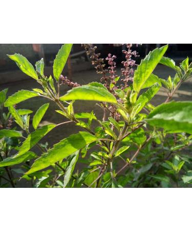 Tulsi powder 100g natural Holy Basil Queen of Herbs tulasi Indian Basil Dried Tulsi loose Leaves. - Buy Online on SooperMarket.com