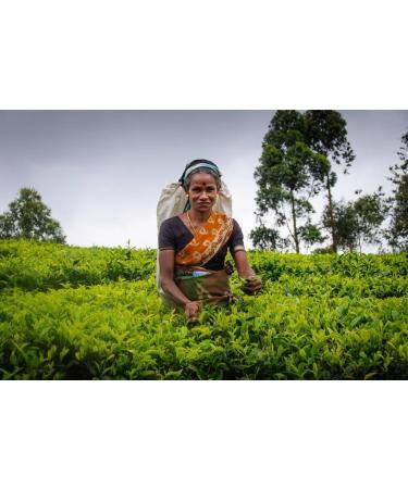 Dilmah Rooibos with Chocolate Turmeric Ginger & Almond 20 Tea Bags Ethical Sri Lankan Tea - Buy Online on SooperMarket.com
