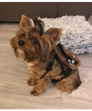 Buy Stakee Dogs Small Pet Backpack - Sweet Saddle Bag with Snack Storage for Outdoor Adventures - Buy Online on SooperMarket.com