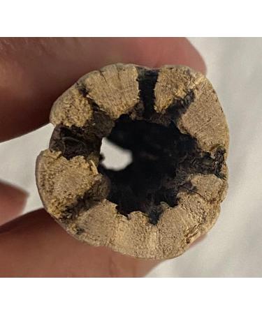 Awesome Aquatic Natural Cholla/Choya Wood 3 Pieces 6 for Shrimp Habitat and Food Treat Hermit Crabs Plecos Aquarium Decoration Lowers pH Hideouts and Chew Toys Reptiles Thorn Free Dried Organic 3 pc 6 inch - Buy Online on SooperMarket.com