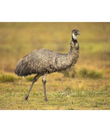 Premium Australian Emu Oil - 7X Refined 4 oz Glass Dropper - 100% Pure Extra Strength for Hair Face Body Pain - Natural Top Grade A by OPO - Buy Online on SooperMarket.com