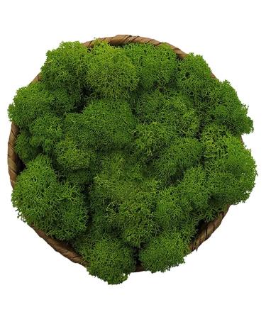 Moss Preserved, Green Moss for Fairy Gardens, Terrariums, Any Craft or Floral Project or Wedding Other Arts (Green, 3OZ) Green 3OZ