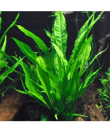 Java Fern Bare Root | Microsorum Pteropus - Low Light Freshwater Aquarium Plant