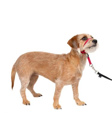 PetSafe Gentle Guide Collar with Training DVD Small Red