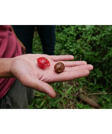 Buy Mandoi Organic Whole Mace (Macis) - 25g | Premium Nutmeg Flowers from Indonesia - International Shipping - Buy Online on SooperMarket.com