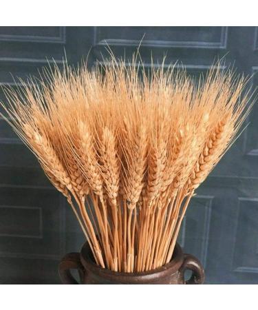 25pcs/set Natural Wheat Ear Barley Dried Flowers Bouquet For Wedding Party Decoration Wheat Decoration Room Bouquet Craft Orange 25pcs - Buy Online on SooperMarket.com