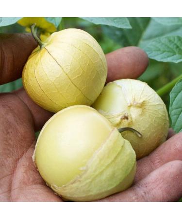 tomatillo Ananas 100 semi Physalis ixocarpa Salsa Insalata CombSH B77