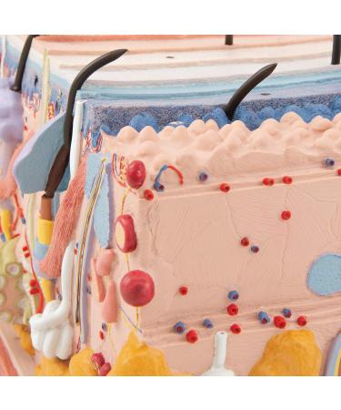 3B Scientific J13 Skin Block Model 70 Times Full-Size 17.3-Inchx9.4-Inchx9.1-Inch - Buy Online on SooperMarket.com