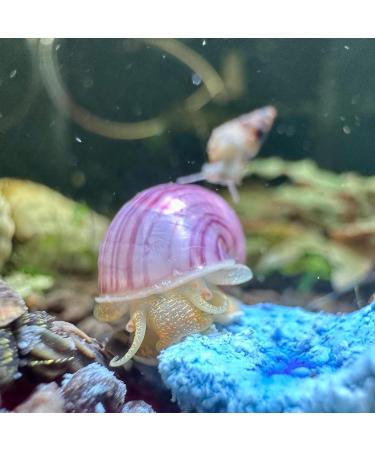 Snail-Licious Calcium-Rich Sinking Wafers for Snails and Freshwater Invertebrates 100% Natural Canadian Made - Buy Online on SooperMarket.com
