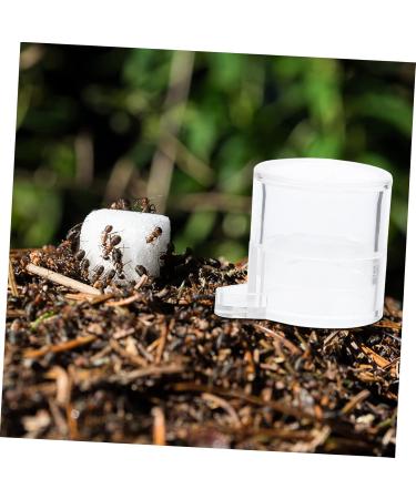 COLLBATH 2pcs Ant Water Feeder Ant Nest Water Feeding Area Ant Water Feeding Bowl Mini Animals Ants Acrylic - Buy Online on SooperMarket.com