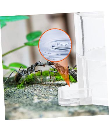 BELLIFFY 2pcs Ant Water Feeder Transparent Ant Water Feeding Bowl Ant Drinking Tool Mini Ant Feeder Acrylic - Buy Online on SooperMarket.com