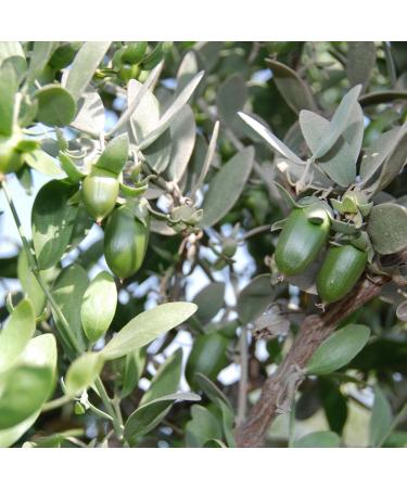 Buy PRIMAVERA Organic Jojoba Oil 100 ml (2 x 50 ml) - Premium Quality International Shipping Available - Buy Online on SooperMarket.com
