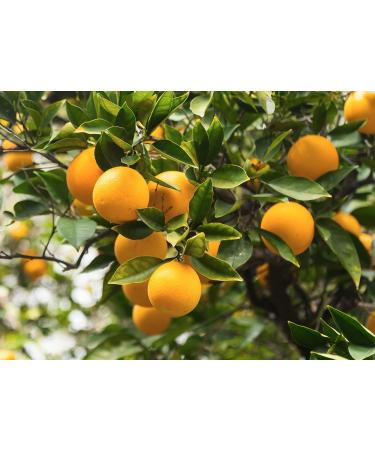 L'Occitane Citrus Verbena Shower Gel 8.4 Fl. Oz. - Refreshing Citrus Scent | Gentle Cleansing Formula - Buy Online on SooperMarket.com
