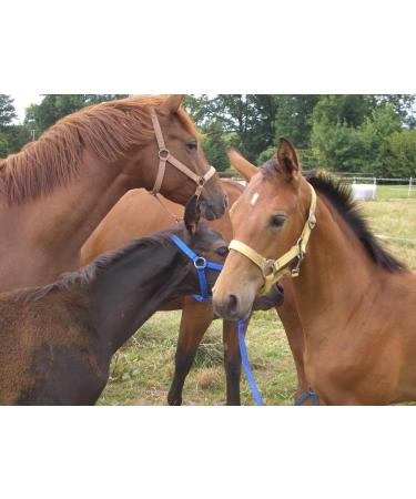 Amesbichler Reitsport AMKA Horse Blanket Holder - 6 Arms Pivoting Black | Best International Shipping - Buy Online on SooperMarket.com