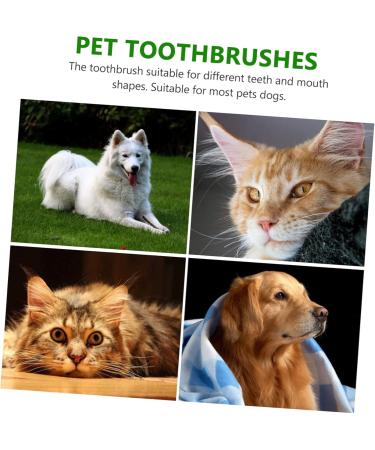 ORFOFE 1 Set Pet Toothbrush Kitten Toothbrushes Dog Toothbrush for Small Dogs Dog Toothpaste Pets Pp Green - Buy Online on SooperMarket.com