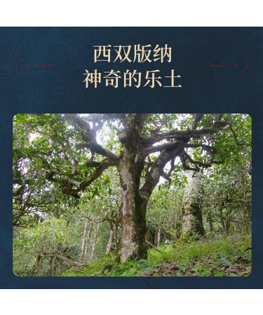 Pu-erh tea 2016 CHEN SHENG HAO Xishuangbanna 357g Raw - Buy Online on SooperMarket.com