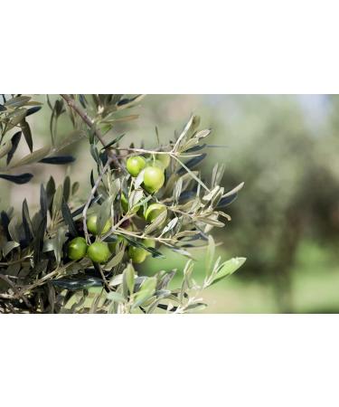 GUSTU Castelvetrano Olives 7.1 lbs Premium Green Whole Olives Farmed in Sicily Italy Buttery Smooth Flavor Dried Weight: 5.5 lbs Whole (5.5 lbs) - Buy Online on SooperMarket.com