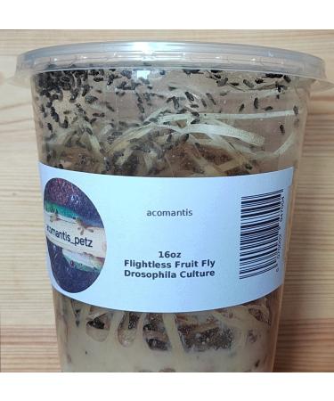 acomantis 16oz tub Flightless Fruit Flies (Drosophila Culture) Live Food - Buy Online on SooperMarket.com
