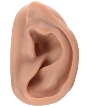 3B Scientific N15/1R SKIN Like Silicone Right Acupuncture Ear Model 3.7-Inchx2.4-Inchx1.6-Inch