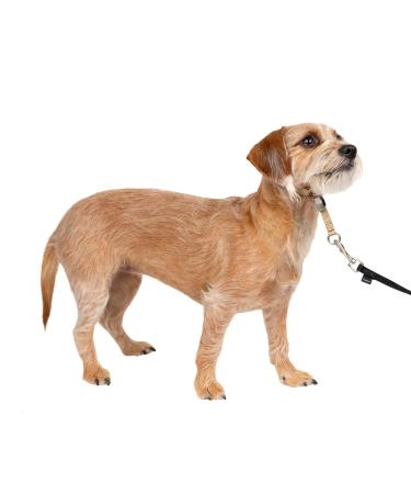 PetSafe Gentle Leader Collar with Training DVD Beige Small (Pack of 1)