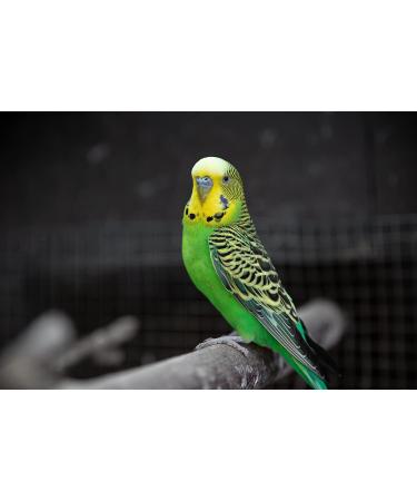2 x 100g Packs Vitakraft Millet Spray For Birds - Buy Online on SooperMarket.com
