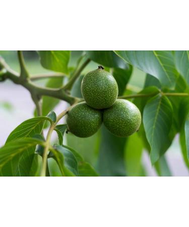 Organic California Walnuts Halves & Pieces 8oz - Non-GMO, Raw, Unsalted, Vegan, Kosher - Omega-3 Protein Snack for Baking & Topping - Buy Online on SooperMarket.com