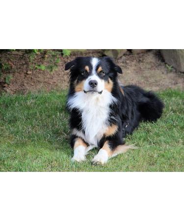 Buy Nordicvital 2.5kg Vegetable Mix - Premium Natural Dog Supplement & Rodent Feed | 100% Natural BARF Vegetables - Buy Online on SooperMarket.com