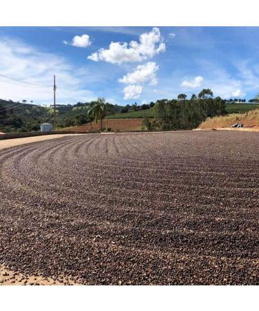 Rave Coffee - Brazil Fazenda Campestre N 109 Single Origin Espresso Grind Freshly Roasted and Ground 250g - Buy Online on SooperMarket.com