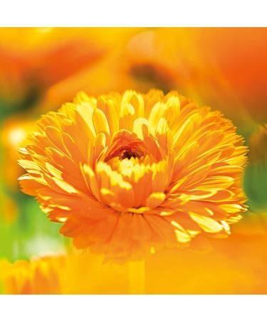 Weleda Calendula Baby Cream Bath - 6.8 Fl Oz | Gentle and Soothing Formula - Buy Online on SooperMarket.com