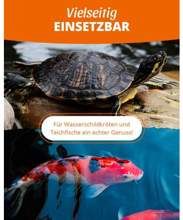 Petifool Koi Exquisit 1kg - Premium Dried Feed Mix for Water Turtles & Fish | Silk Cocks Shrimp & Gammarus - Natural Nutrition - Buy Online on SooperMarket.com