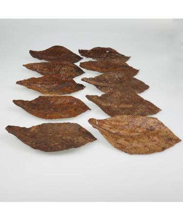 JBL Catappa 25198 - 10 XL Tropical Almond Leaves for Freshwater Aquariums | International Shipping Available - Buy Online on SooperMarket.com