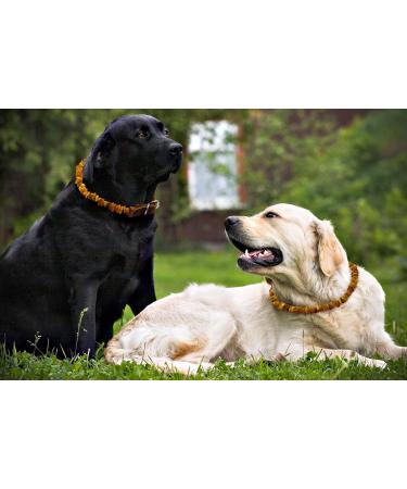 Amber Jewelry Shop Amber Necklace for Dogs Amber Collar for Dogs Natural Baltic Amber Beads 35-40 - Buy Online on SooperMarket.com