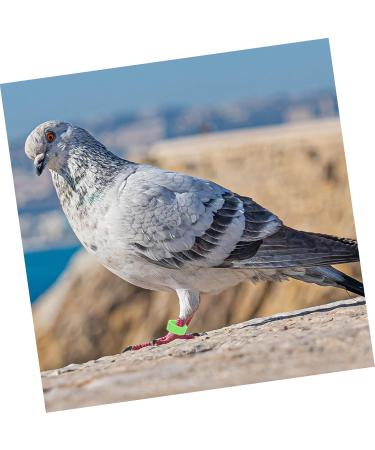 BCOATH Colored Tabs 300pcs Bands Small Green Pigeons Bird Outdoor Ring Finch Classification Doves Pigeon Dove Clip Ducks Colorful White Pet Birds Marking for Band Parrots Bright Professional Chicks 1.3X1.3X0.5CM As Shown - Buy Online on SooperMarket.com
