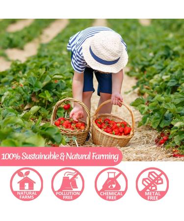High Quality Dried Strawberry Powder 0.5kg | 100% Natural No Additives | Perfect for Baking | International Shipping Available - Buy Online on SooperMarket.com