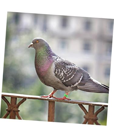Kisangel 300 Pcs Pigeon Anklet Tag Where Pigeon Identification Ring Pigeons Leg Ring Baby Chicken 1.3X1.3CMx3pcs Greenx3pcs - Buy Online on SooperMarket.com