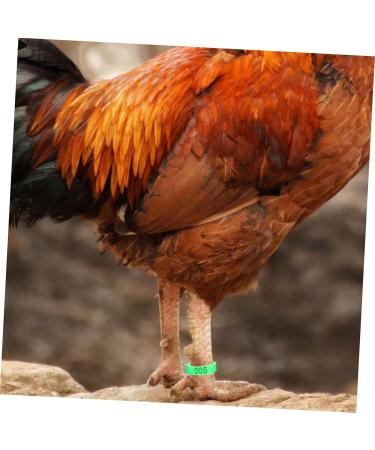 FOMIYES 200 Pcs Chicken Foot Ring Snap Tool Chicken Ankle Bands Foot Mark Ring with Numbers Rooster Charm 2X2X1CMx2pcs Greenx2pcs - Buy Online on SooperMarket.com
