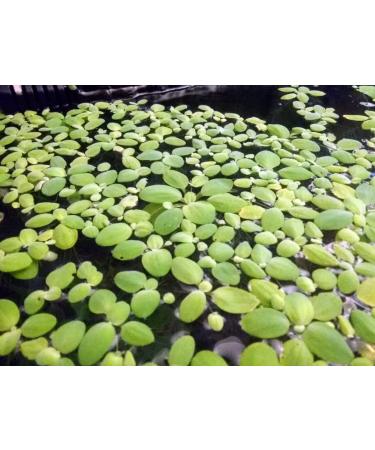14x Dwarf Water Lettuce - Live Aquarium Floating Plant for Beginner - Buy Online on SooperMarket.com
