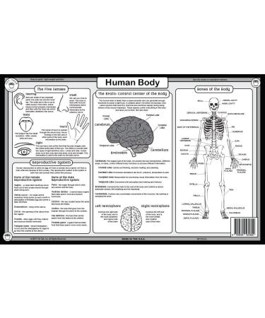 Human Body Educational Placemat for Kids - Washable & Double-Sided - Made in USA - Buy Online on SooperMarket.com