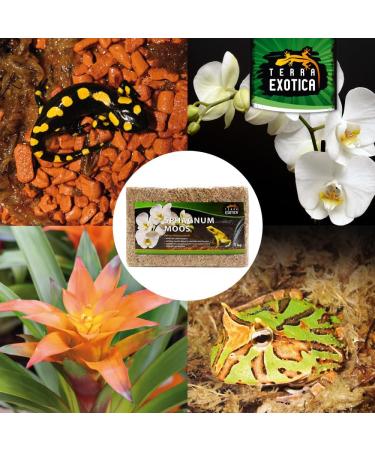 Buy Terra Exotica Sphagnum Moss (3x1 Kg) - Premium Peat Moss for Garden Houseplants & Terrariums - International Shipping Available - Buy Online on SooperMarket.com
