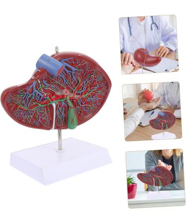 Baluue Liver Anatomical Model Liver Model with Base Anatomical Liver Model Human Body Gallbladder - Buy Online on SooperMarket.com