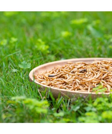 Lyra PET 3 kg Mealworms for Rodents | Gently Dried High-Protein Food for Hamsters Rats & Racing Mice | Rich in Vitamins & Minerals | Natural Energy Dispenser - Buy Online on SooperMarket.com