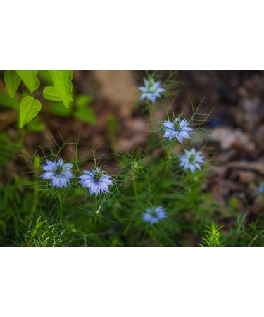 SAFLAX Organic Black Cumin Seeds (Nigella Sativa) - 300 Seeds for Gardening - Buy Online on SooperMarket.com