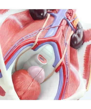 Human Male Female Urinary System Model Abdominal Cavity Human Bladder Posterior Wall Kidney Anatomical Model - Buy Online on SooperMarket.com