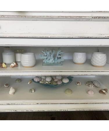 Worlds 3 PC Assorted Turbo Petholatus Carved Sea Shells Hermit Crab Shells 2"-2-1/2"Inch - Buy Online on SooperMarket.com
