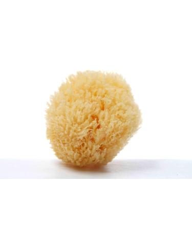 Cosmetics sponge 3 pieces (make -up distance/slimming pads) 5-6 cm - plastic -free - cosmetic sponge/natural sponge/sea sponge from Greece - Premium quality & vegan |Aristos