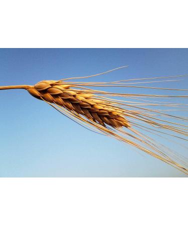 Pasta Mancini Linguine 500g - Authentic Italian Pasta for Delicious Meals - Buy Online on SooperMarket.com
