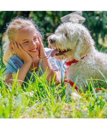 Nobby Soft Grip Collar Black - Adjustable Size 25-35 cm 15 mm Width | Durable & Comfortable Pet Accessory - Buy Online on SooperMarket.com