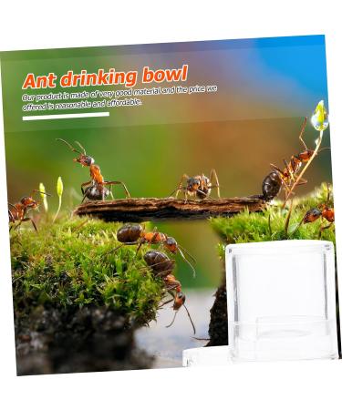 Frcolor 4-Pack Ant Water Feeding Device | Terrarium Accessories & Gift Ideas for Ant Lovers - Buy Online on SooperMarket.com