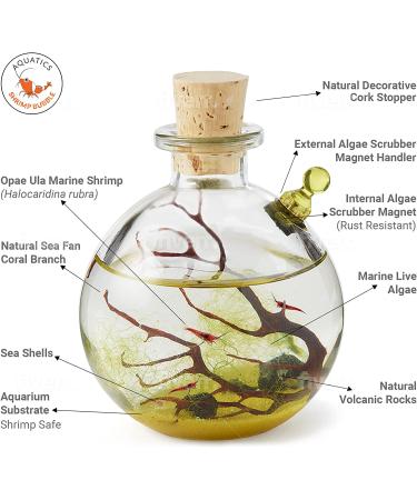 Shrimp Bubble Self-Sustaining Ecosystem in Amber - Eco-Friendly Home Decor - Buy Online on SooperMarket.com